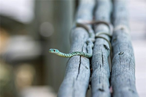梦见蛇死了还有寄生虫，周公解梦与深层心理分析