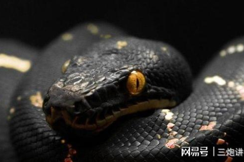 梦境交织，花蛇与黑蛇的启示