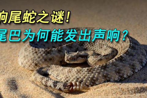自然流产后的梦境启示，蛇为何对我特别好？
