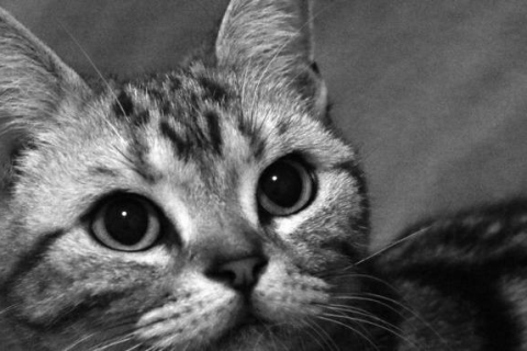 男生梦到白猫黑猫，梦境背后的深层含义与解读