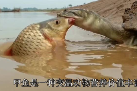 梦见好多白色的鱼和捉到了许多小鱼，探索梦境中的深层含义与启示