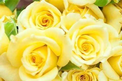 梦见黄色的玫瑰花，寓意、解析与心灵启示