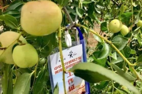 梦境奇观，半边梨与半边苹果的奇妙融合