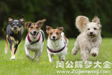 梦见好多只狗，探索梦境背后的深层含义与心理解析