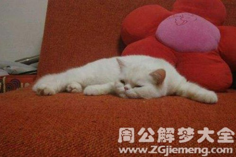梦见从河里捞出死猫埋了，梦境背后的深层含义与解析