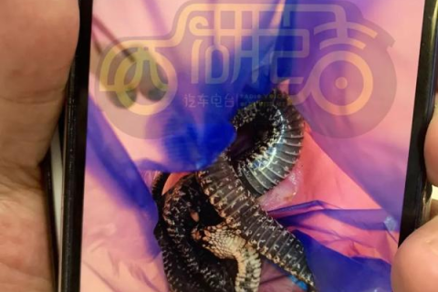 周公解梦，狗咬人梦境的深层含义与解析