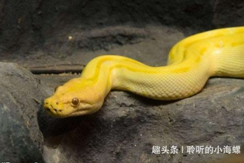 梦境解析，我梦见一条白色的蟒蛇在自己家里不走还会说话
