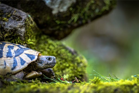 孕期梦境的奥秘，怀孕一个月，两次梦见乌龟，水中游与地上行