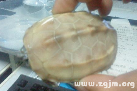 梦境解析，梦见乌龟生了好多小乌龟的深层含义与象征