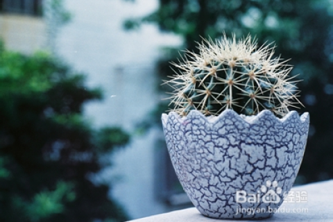 梦境花语，从繁花似锦到仙人掌的深意解析