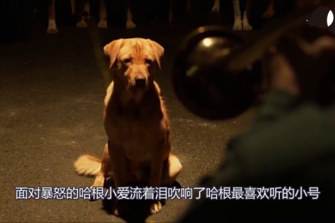 梦境的复仇，一条狗的罪与赎