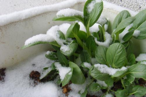 梦见下雪，梦境的诗意与心灵深处的预兆