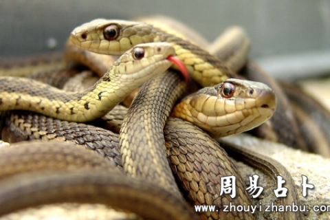 梦见屋里一堆蛇，潜意识的隐喻与心灵深处的启示