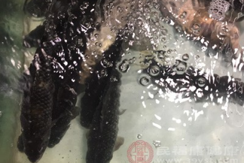梦境探秘，黑鱼与鲤鱼的交织寓言