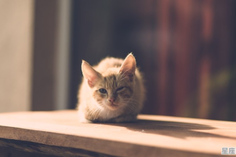梦见猫受伤，梦境背后的深层含义与解析