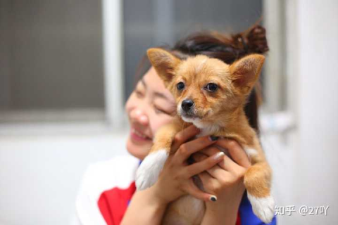 狗狗丢了，梦中寻回，解读梦境背后的深层含义