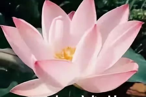 梦中重逢，去世亲人床边绽放的莲花与心灵深处的对话