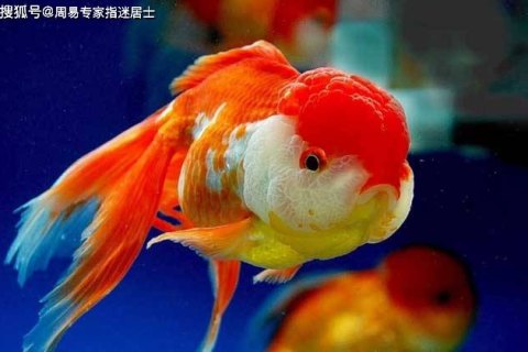 怀孕期间梦见金鱼，寓意与解读