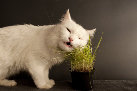 梦见猫呕吐，梦境背后的深层含义与预示