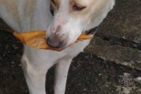 孕妇梦见和小白狗打架，梦境背后的深层含义与解读