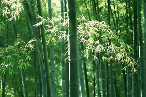 探索梦境奥秘，谁会解梦？其意义何在？