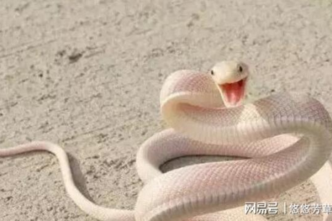 梦见家里先有一条蛇怎么打都打不到后来又进来一条，解读梦境中的深层含义