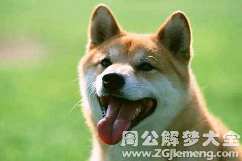 梦境解析，我梦见大狗吃小狗的深层含义与心理暗示