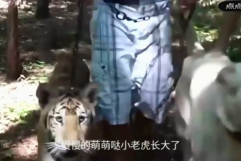 梦境中的奇异友谊，梦见一条大蛇与一只狗的亲密跟随