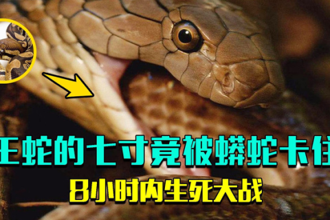 梦境中的生死较量，同伴斩蟒，寓意何在？