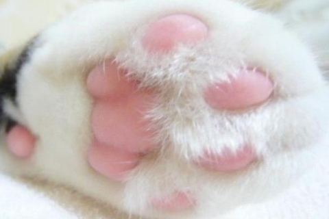 昨晚做梦梦见被猫抓伤了手，意味着什么？