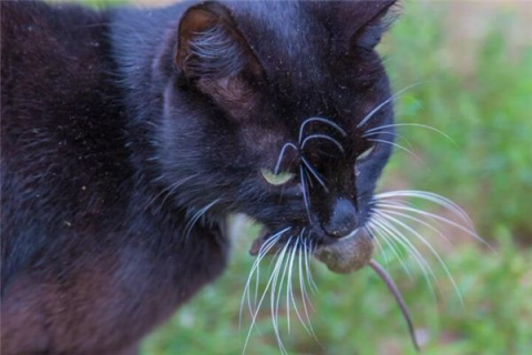 梦见蛇吃猫，梦境背后的深层含义与解析