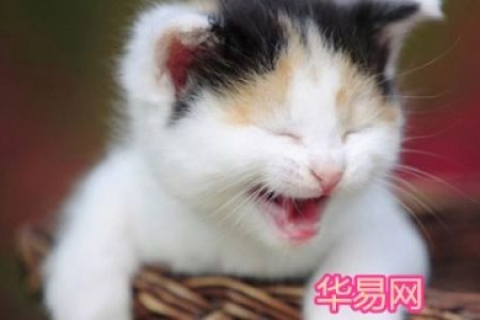 梦境的启示，梦见打死一只猫的意义与解析