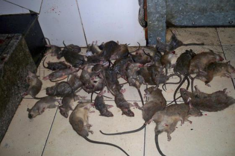 梦见老鼠爬身上然后把它打死了，解读梦境中的象征与心理暗示