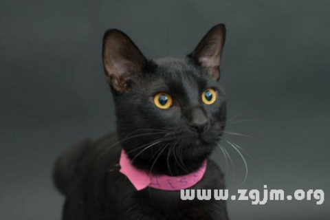 梦境解析，为何梦中黑猫对我充满恐惧？