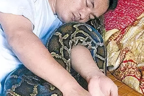 梦境中的守护与成长，解读被蛇攻击后赶出家门，儿子屋内捉蛇的梦境