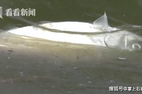 梦见抓了好多鱼又死了好吗？解读梦境中的鱼与死亡象征