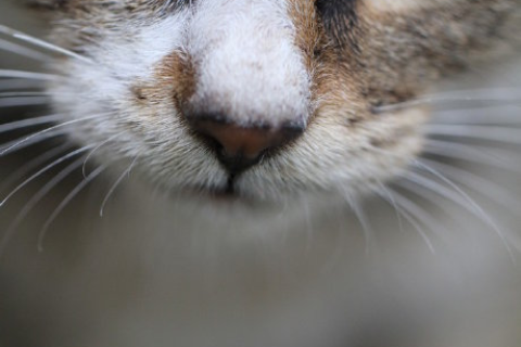 解梦，梦见可爱的黑猫，寓意与解析