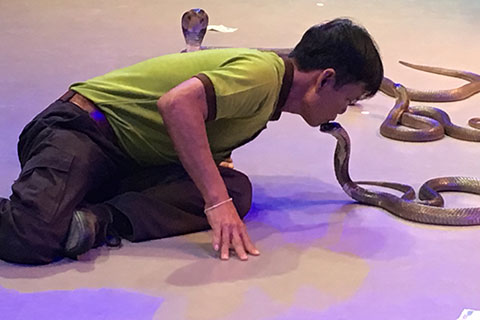 梦境中的恐惧与释放，解读我梦见我的包里有两条蛇，好害怕就把蛇放出来然后打成两段的深层含义