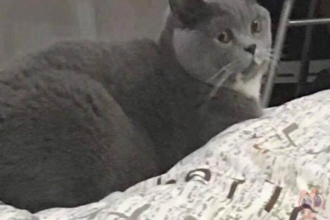 梦境中的神秘伴侣，解读梦到黑猫成对恩爱的深层含义