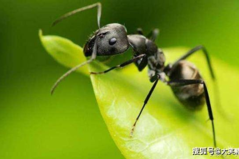 梦境解析，卧室中的奇异访客——狗、老鼠与蚂蚁的交织梦境
