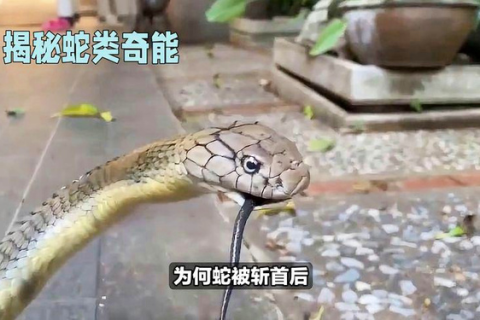 梦见蛇被关进笼子何解，探索梦境中的隐秘象征与心理启示