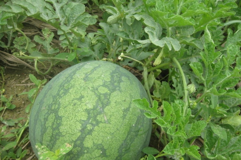 梦见摘苹果和吃苹果，探寻梦境中的丰收与满足