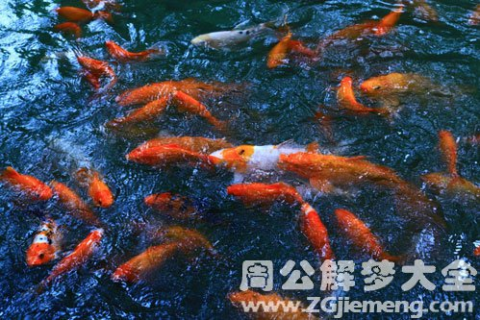 梦见鱼，周公解梦与深层心理解析
