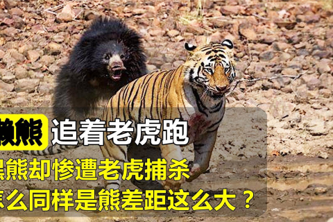 梦见我追老虎，探索梦境中的勇气与征服