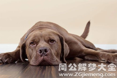 周公解梦，梦见死去的小狗，是思念还是灵魂的传递？
