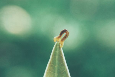 梦见手上沾只蛆，深层梦境解析与心理暗示