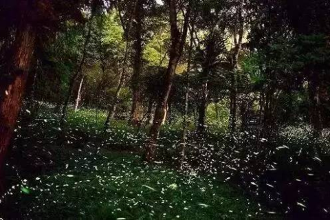 梦境探秘，我梦见树林里好多蘑菇一丛丛我摘呀摘