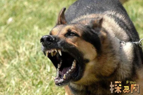梦见被狗咬住嘴不放越咬越疼，梦境背后的深层含义与心理解析