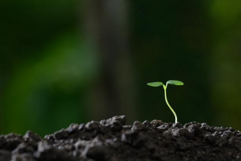 梦见掉牙又生新芽，梦境中的生命循环与自我更新