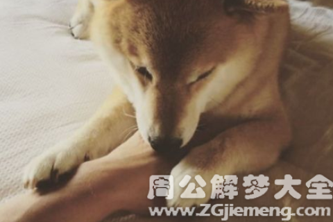 女人梦到狗咬左手，梦境背后的深层寓意与心理解析